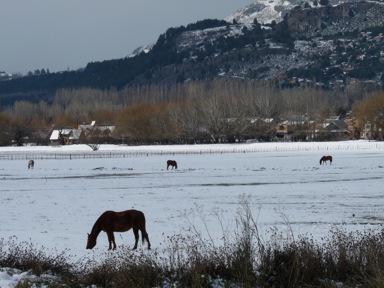 Caballos pastando en la nieve cerca de San Martín de los Andes