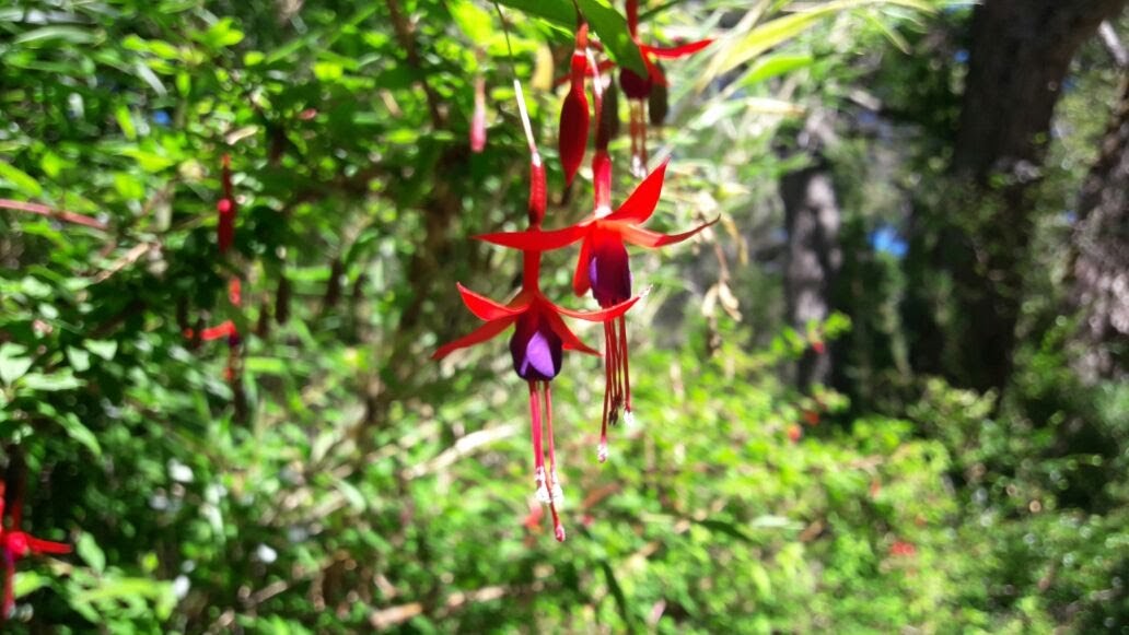 Chilcos en flor en la Ruta de los Siete Lagos